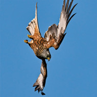 WT91444 - Red Kite (TWT, 6 unbagged blank cards)