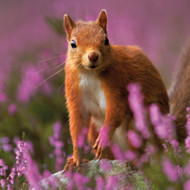 WT91445 - Red Squirrel (TWT, 6 unbagged blank cards)