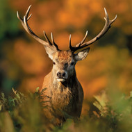 WT91448 - Red Deer Stag (TWT, 6 unbagged blank cards)