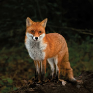 WT91454 - Red Fox (TWT, 6 unbagged blank cards)