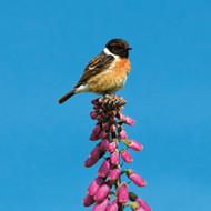 WT91459 - Stonechat on Foxglove (TWT, 6 unbagged blank cards)