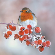 WT91461 - Robin with Crab Apples (TWT, 6 unbagged blank cards)