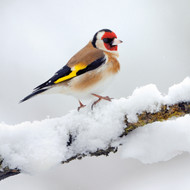 WT91439 - Goldfinch (TWT, 6 bagged blank cards)
