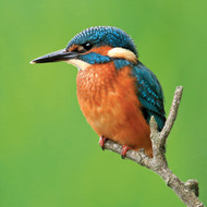 WT91447 - Kingfisher (TWT, 6 bagged blank cards)