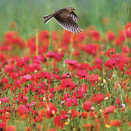 WT91455 - Skylark over Poppies (TWT, 6 bagged blank cards)