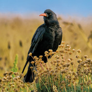 WT91456 - Chough (TWT, 6 bagged blank cards)