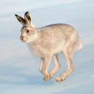 WT91460 - Mountain Hare (TWT, 6 bagged blank cards)
