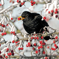 SS00572 - Blackbird & Berries 8pk (SongBird Survival, 6 Christmas packs)