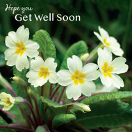 SM14182G - Primroses (6 unbagged get well cards)