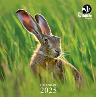CAL25WT - The Wildlife Trusts 2025 Calendar (6 bagged calendars)