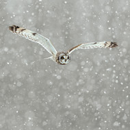 TWT91054 - Short-eared Owl in Flight 8pk (TWT, 6 Christmas packs)