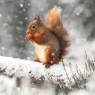TWT91056 - Red Squirrel 8pk (TWT, 6 Christmas packs)