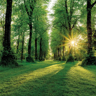 SM14276 - Sunrise, Lime Avenue(6 unbagged blank cards)