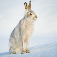 TWT91150 Mountain Hare 8pk (TWT, 6 Christmas packs)