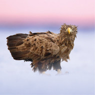 TWT91184 - Sea Eagle 8pk (TWT, 6 Christmas packs)