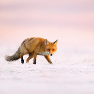 TWT91206 - Red Fox 8pk (TWT, 6 Christmas packs)