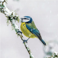 SS00477- Blue tit 8pk (SongBird Survival, 6 Christmas packs)