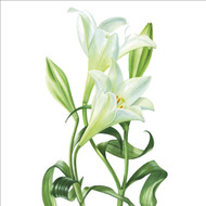 BS77474 - Longiflorum Lilies (6 bagged blank cards)