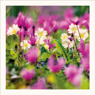 SM25011 - Primroses and Cyclamen (6 bagged blank cards)