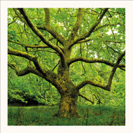 SM25002 - Inner Strength (6 unbagged blank cards)