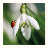 SM25010 - Ladybird and Snowdrop (6 unbagged blank cards)
