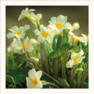 SM25013 - Primroses (6 unbagged blank cards)