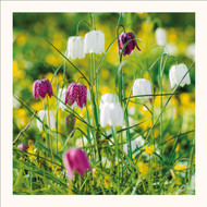 SM25016 - Fritilaries Amongst Buttercups (6 unbagged blank cards)