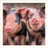 SM25017 - Piglets, Oxford Sandy and Black (6 unbagged blank cards)