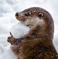 WT91471 - Otter (TWT, 6 bagged blank cards)