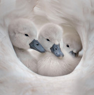 WT91463 - Cygnets (TWT, 6 unbagged blank cards)