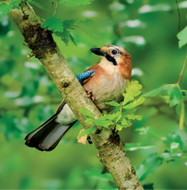 WT91464 - Jay on Oak (TWT, 6 unbagged blank cards)