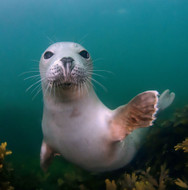 WT91465 - Grey Seal (TWT, 6 unbagged blank cards)