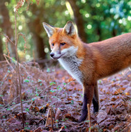 WT91466 - Red Fox (TWT, 6 unbagged blank cards)