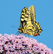 WT91467 - Swallowtail Butterfly (TWT, 6 unbagged blank cards)