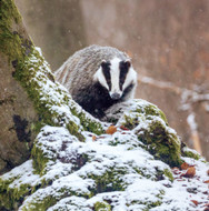 WT91470 - Badger in the Snow (TWT, 6 unbagged blank cards)