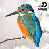 TWT91026 - Wildlife Trust mixed PHOTO 2025 153mm pack 10pk (TWT, 6 Christmas packs)