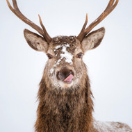 TWT91130 - Red Deer 8pk (TWT, 6 Christmas packs)