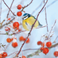 TWT91034 - Blue Tit Amongst Berries 8pk (TWT, 6 Christmas packs)