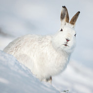 TWT91031 -Arctic Hare  8pk (TWT, 6 Christmas packs)