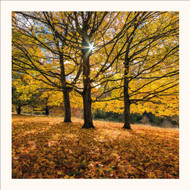 SM25028 - Sunburst, Canadian Maple (6 bagged blank cards)