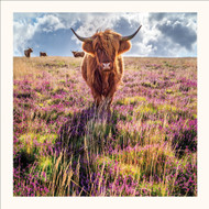 SM25023 - Highland Cow & Heather (6 unbagged blank cards)