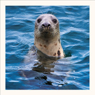SM25032 - Grey Seal (6 unbagged blank cards)
