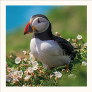 SM25033 - Puffin (6 unbagged blank cards)