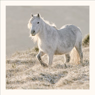 SM25014 - Wild Pony (6 unbagged blank cards)