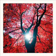 SM25031 - Sunburst & Copper Beech (6 bagged blank cards)