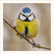 SM25034 - Blue Tit (6 bagged blank cards)