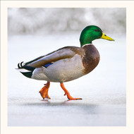 SM25020 - Winter Waddle (6 unbagged blank cards)