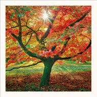 SM25037 - Sunburst, Acer Palmatum (6 unbagged blank cards)