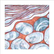 JP97572 - Seashore (6 bagged blank cards)