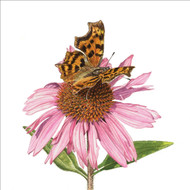 BS77592 - u - Butterfly and Echinacea (6 unbagged blank cards)